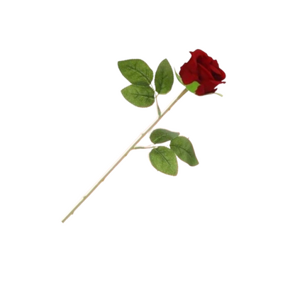 Red rose with green leaves on a white background